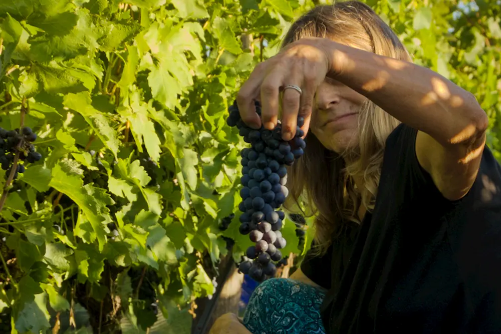 Vendimia 2024 Bodega Kirton Córdoba