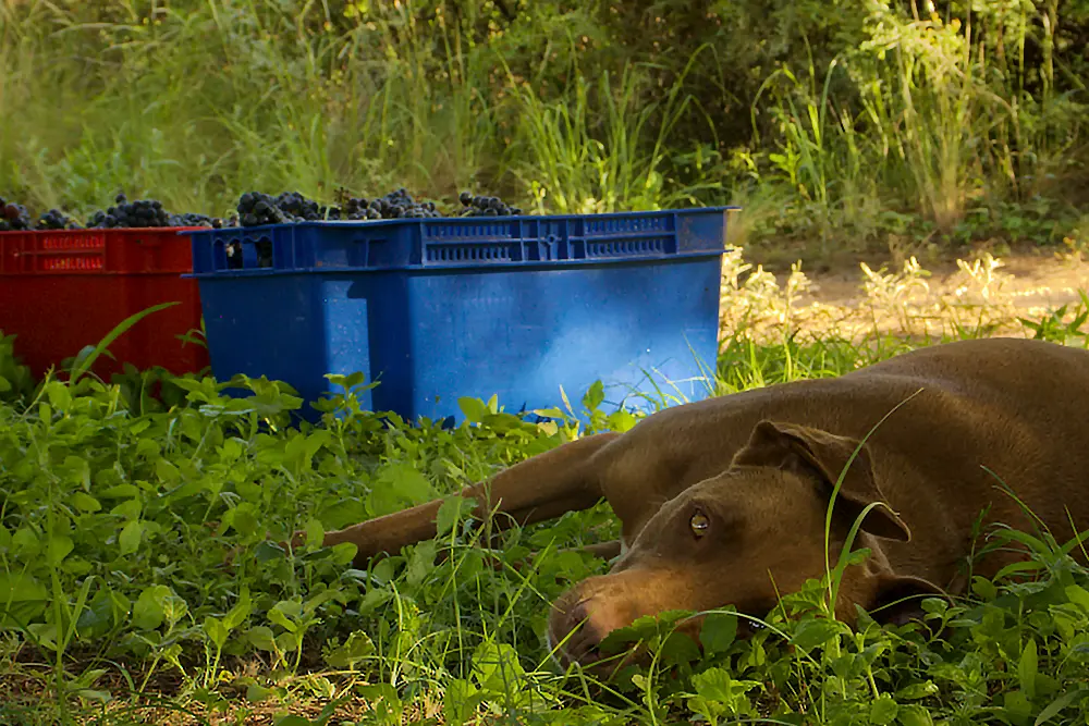 Bodega Kirton lugares en Traslasierra