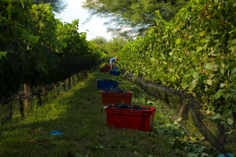 Vendimia 2024 Traslasierra