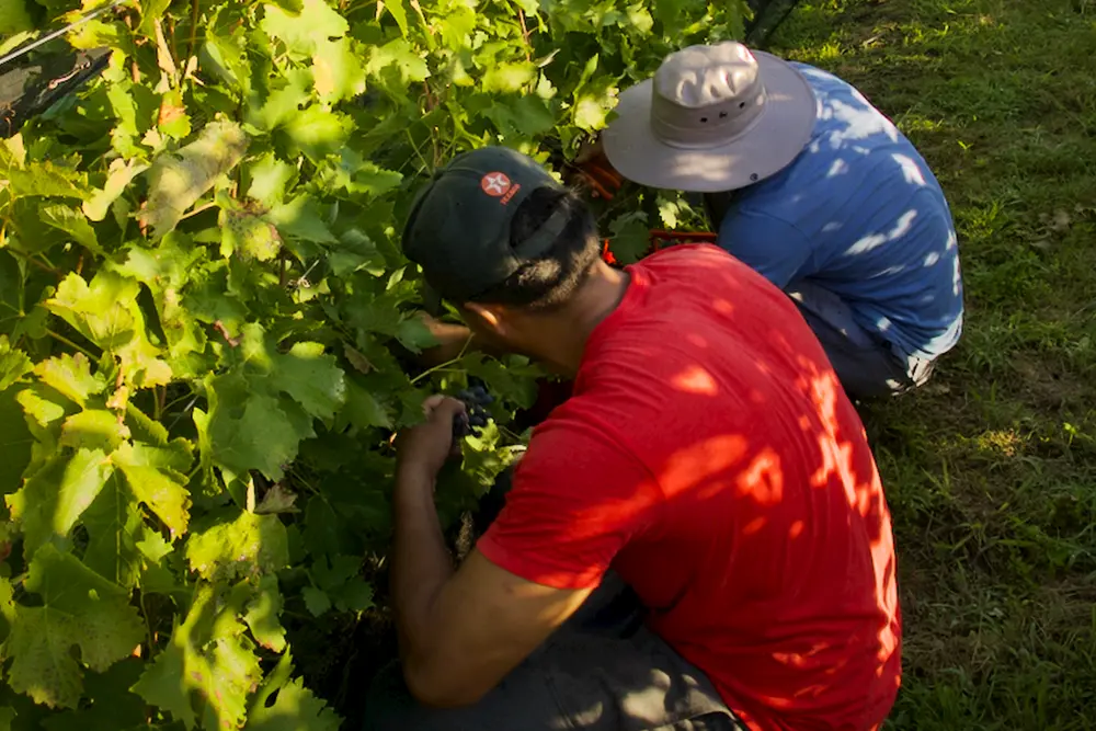 Cosecha vino natural Traslasierra Córdoba