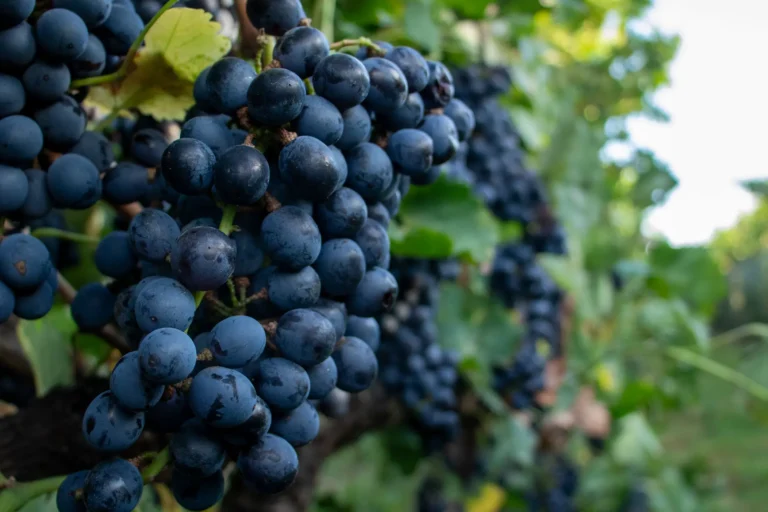 Portada Vendimia 2025 en bodega Kirton